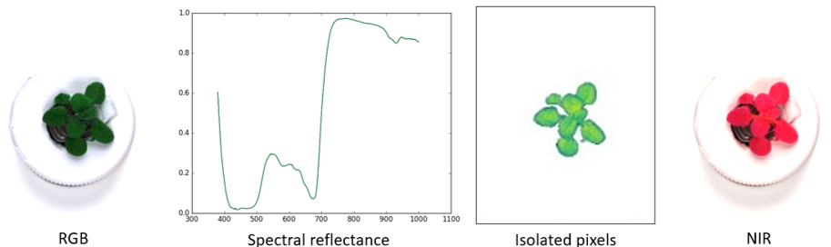 Single plant per-pixel analysis